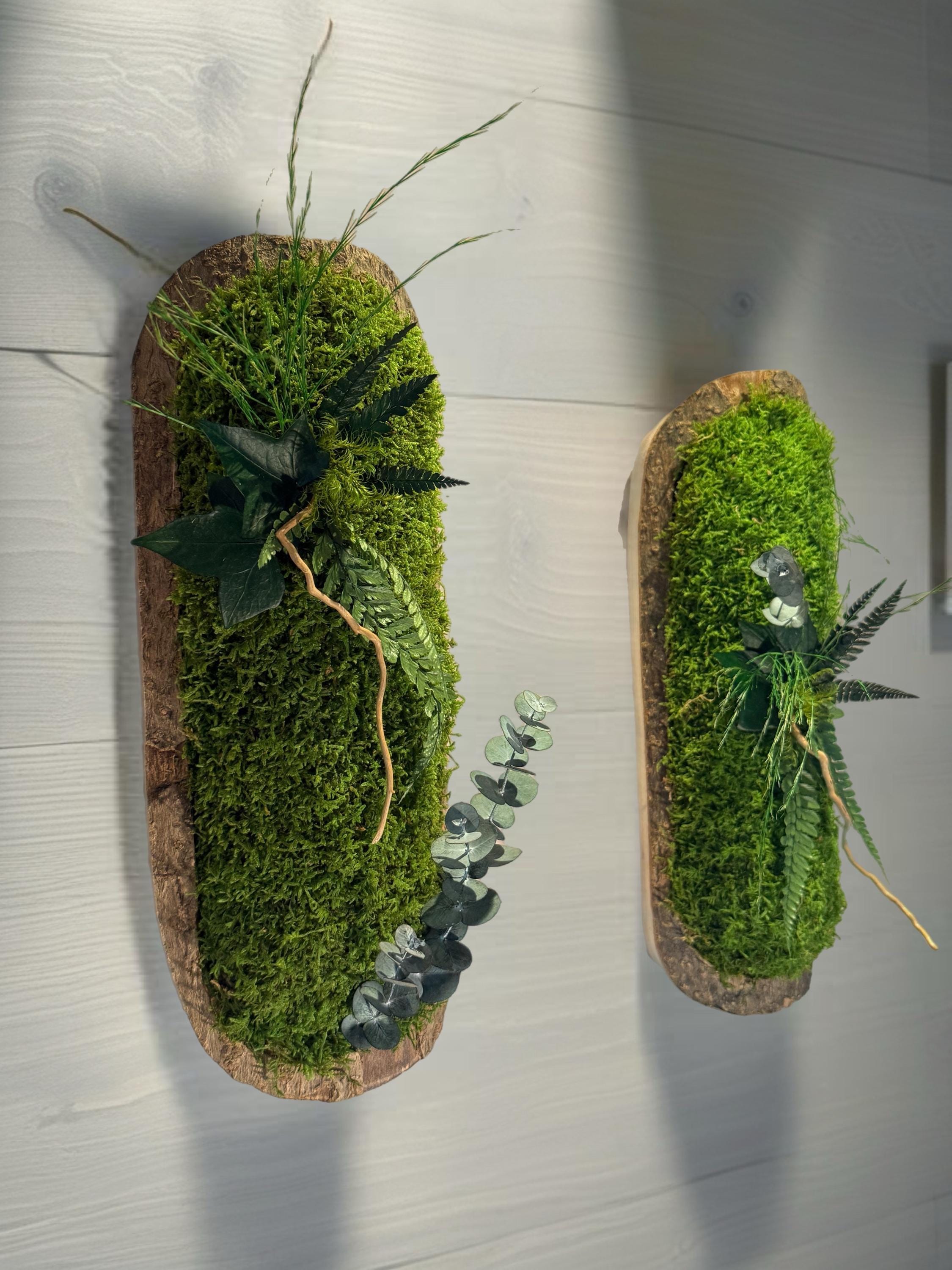 Duo de Cadres Végétaux Stabilisés sur Écorce Naturelle | Mousse & Fougère | 36 x 14 cm