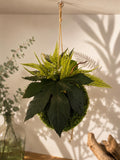 Kokedama suspendu 20 cm – Mousse et feuillage stabilisés