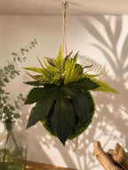 Kokedama suspendu 20 cm – Mousse et feuillage stabilisés