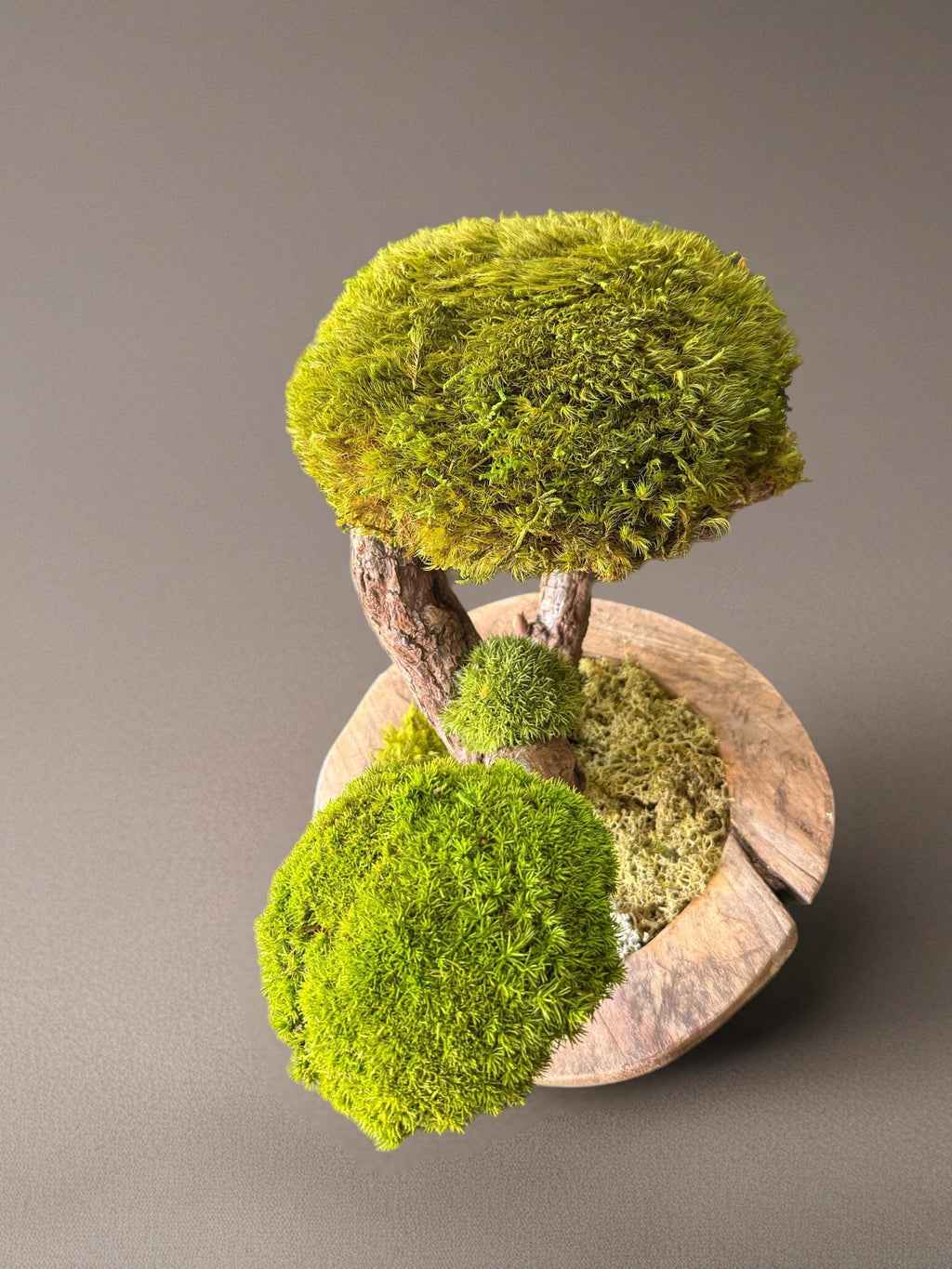 Bonsaï Stabilisé Double Canopée  Sculpture Végétale Zen en Bois Naturel et Mousse Stabilisée