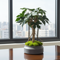 Bonsaï vegetal stabilisé- décoration d’intérieur unique sans entretien