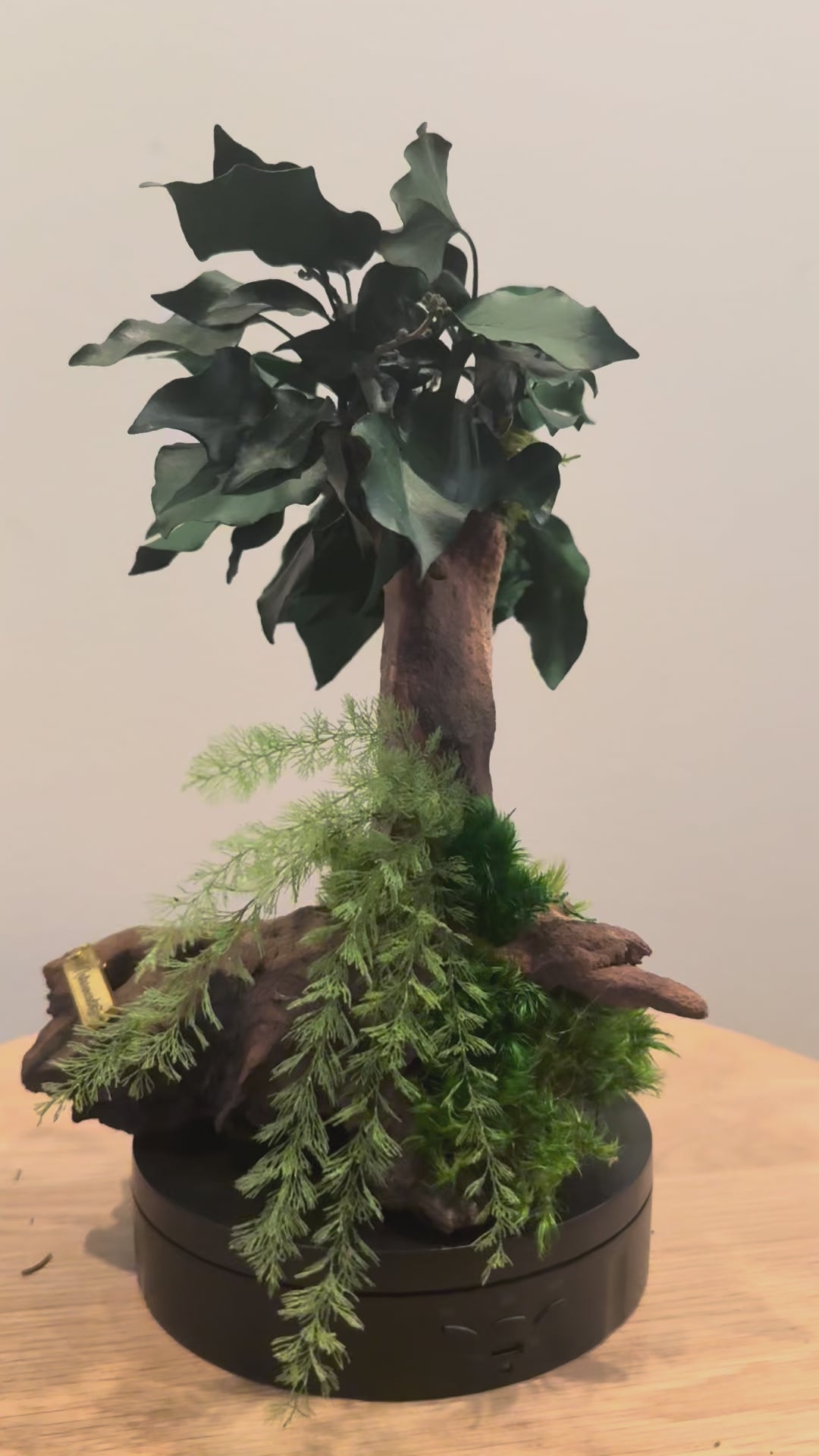 Bonsaï Ficus – Sculpture végétale en bois de Mopani
