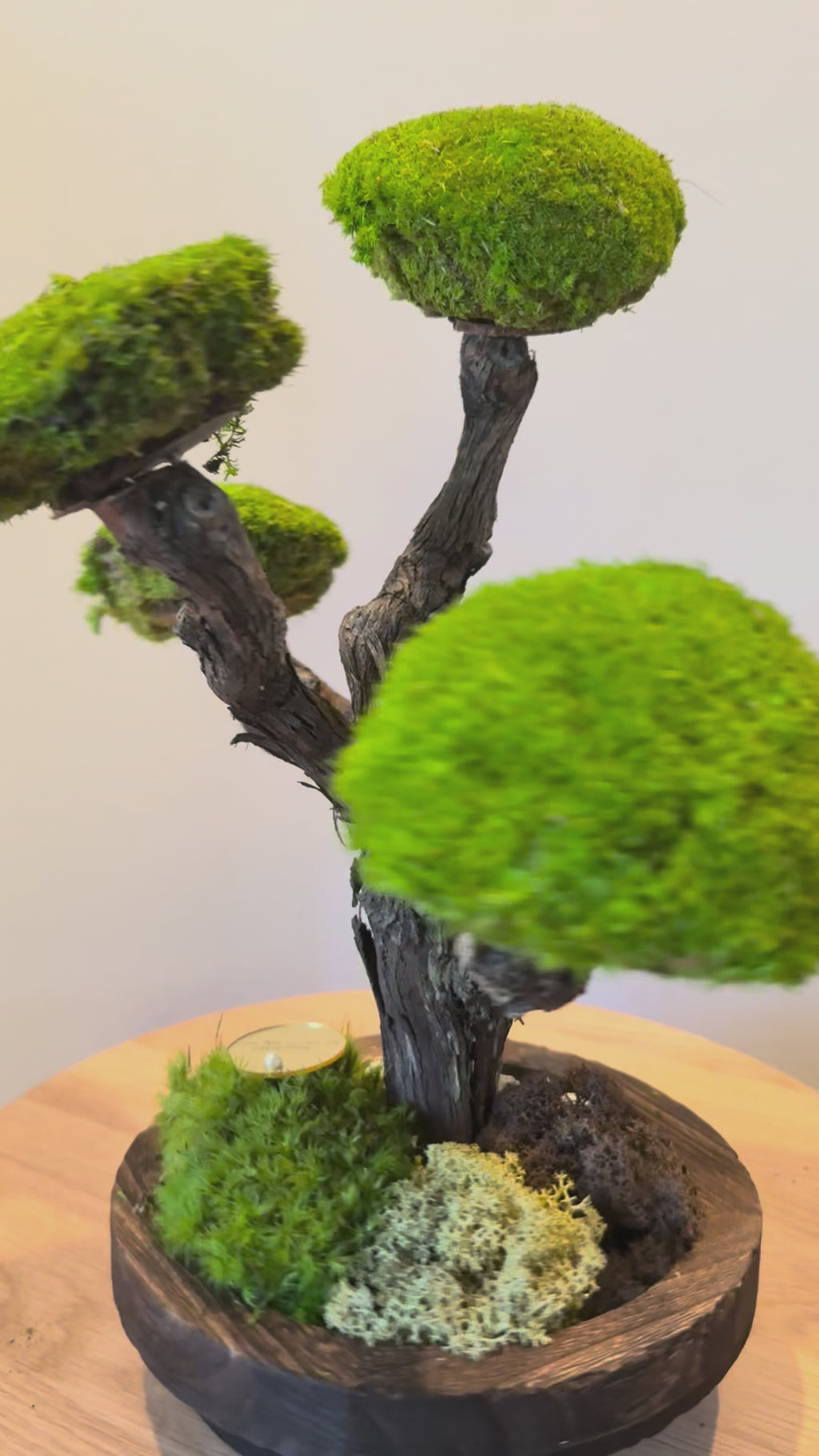 Bonsaï végétal stabilisé – Arbre nuage sur socle en bois