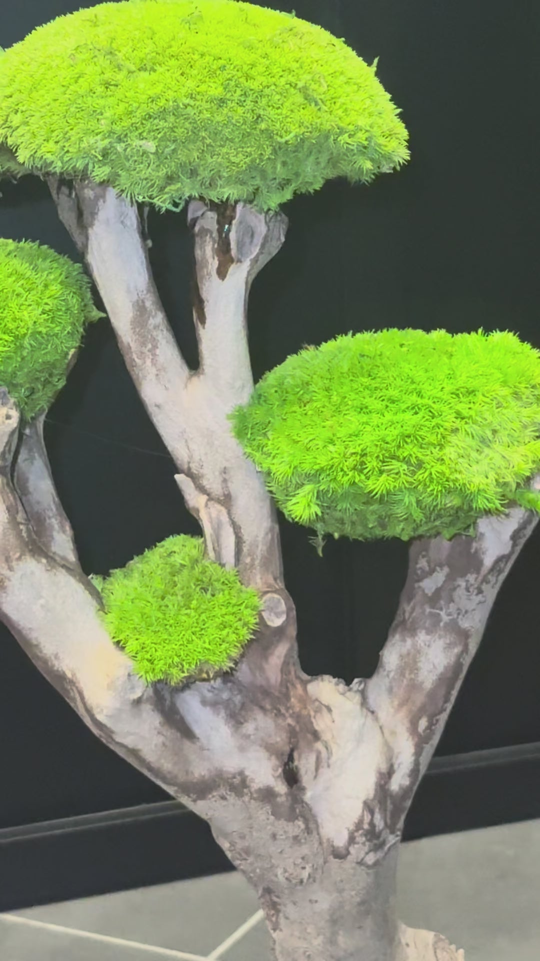 Grand bonsaï stabilisé Canopée de Talawa – Pierre de Soignies – Naturencadre