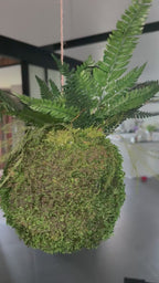 Kokedama suspendu avec fougères stabilisées – Art végétal aérien – Décoration zen bohème – Suspension végétale artisanale