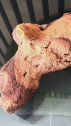 Centre de Table d’exception en Bois de Mopani – Végétaux Stabilisés- luxe et élégance