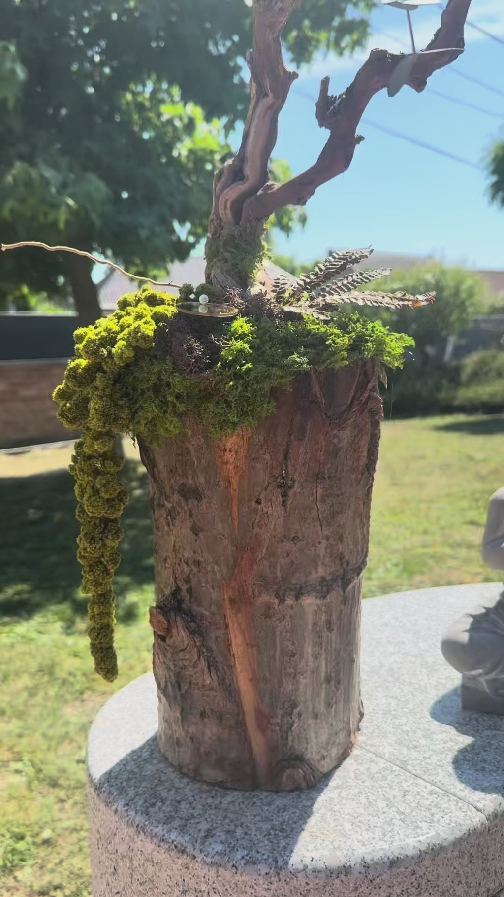 Bonsaï Zen Stabilisé sur Tronc De Vigne Véritable| Sculpture Végétale Eucalyptus & Mousse | Fait Main France
