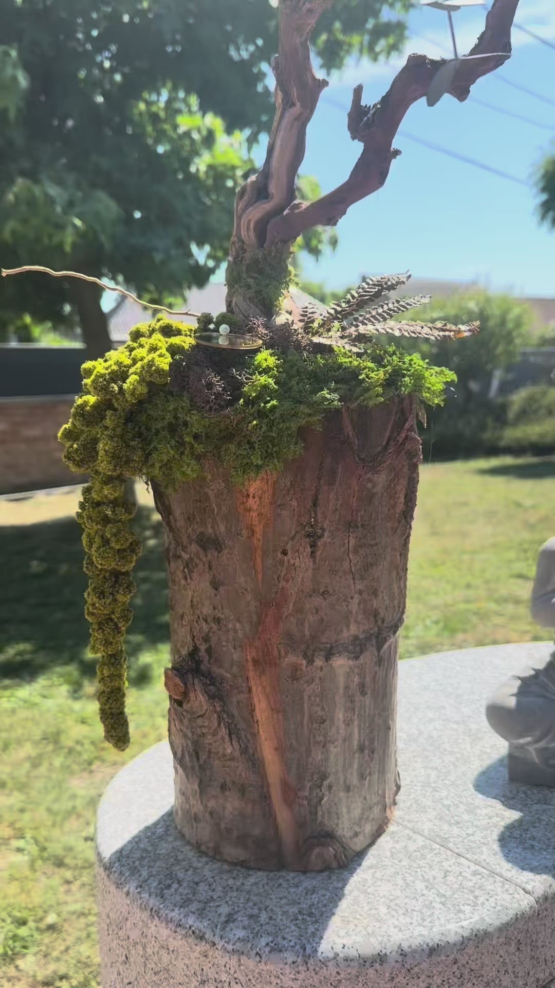 Bonsaï Zen Stabilisé sur Tronc De Vigne Véritable| Sculpture Végétale Eucalyptus & Mousse | Fait Main France