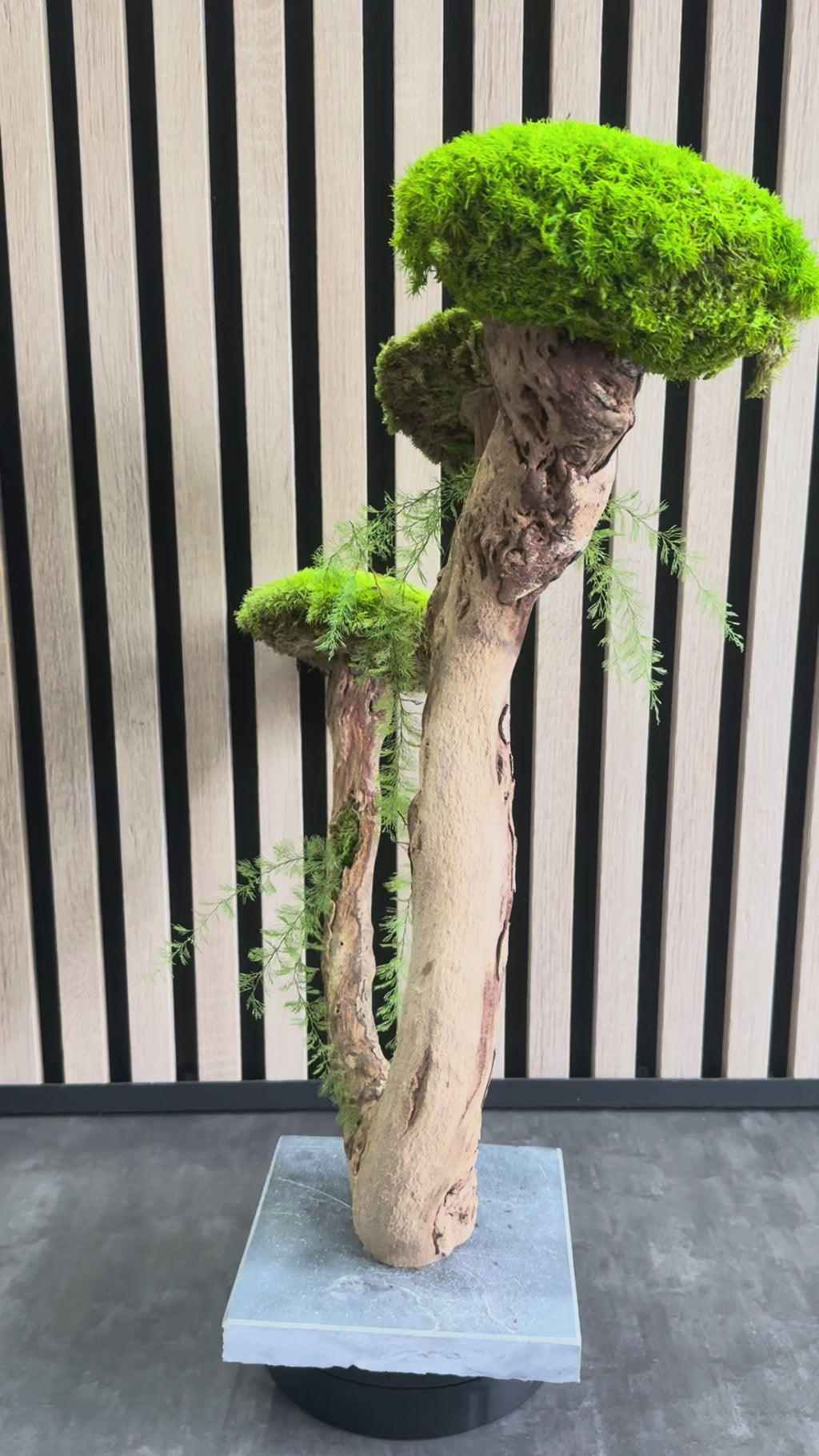 L’Arbre des Nuages – Bonsaï végétal stabilisé en bois de Talawa