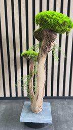 L’Arbre des Nuages – Bonsaï végétal stabilisé en bois de Talawa