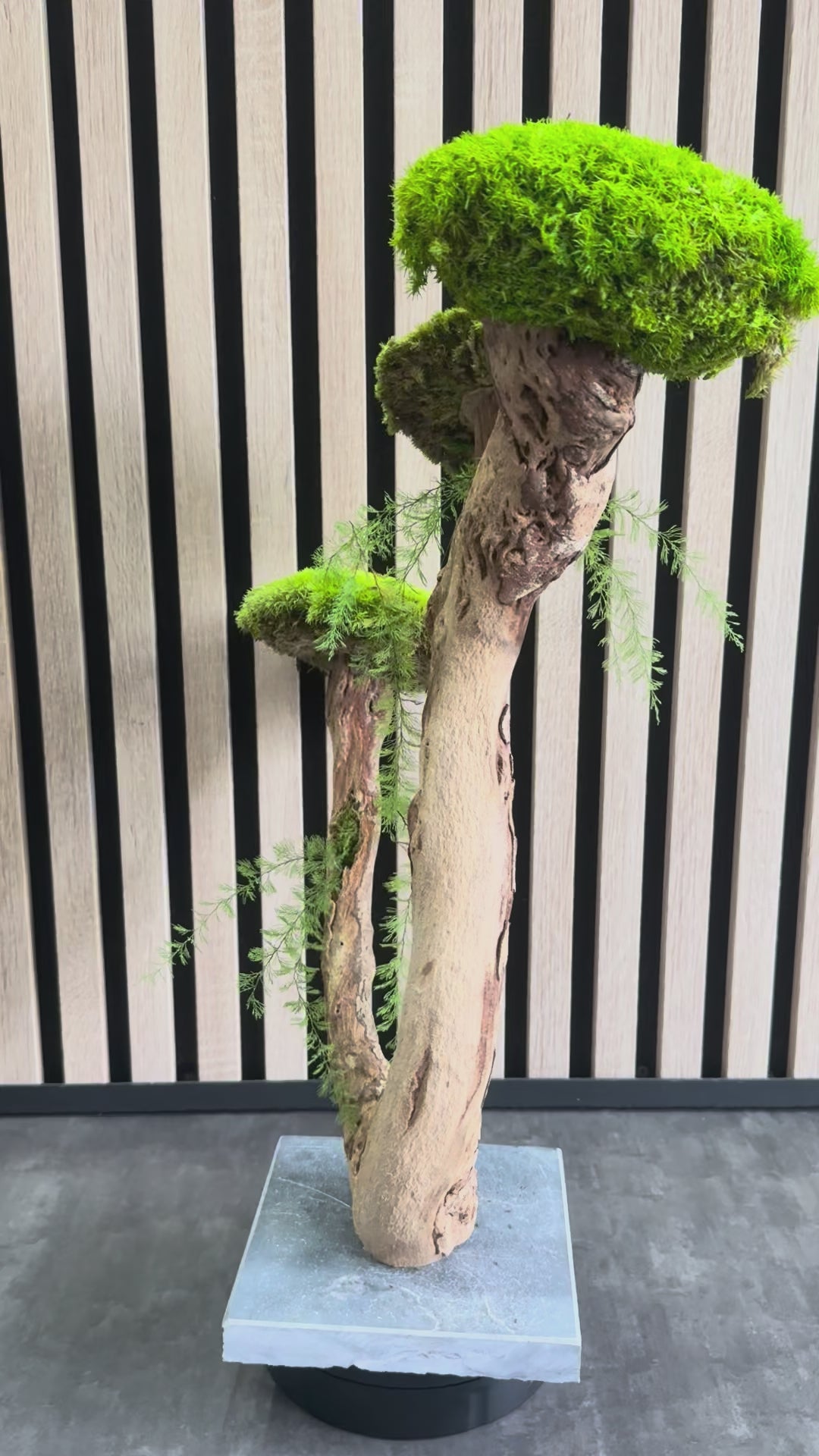 L’Arbre des Nuages – Bonsaï végétal stabilisé en bois de Talawa