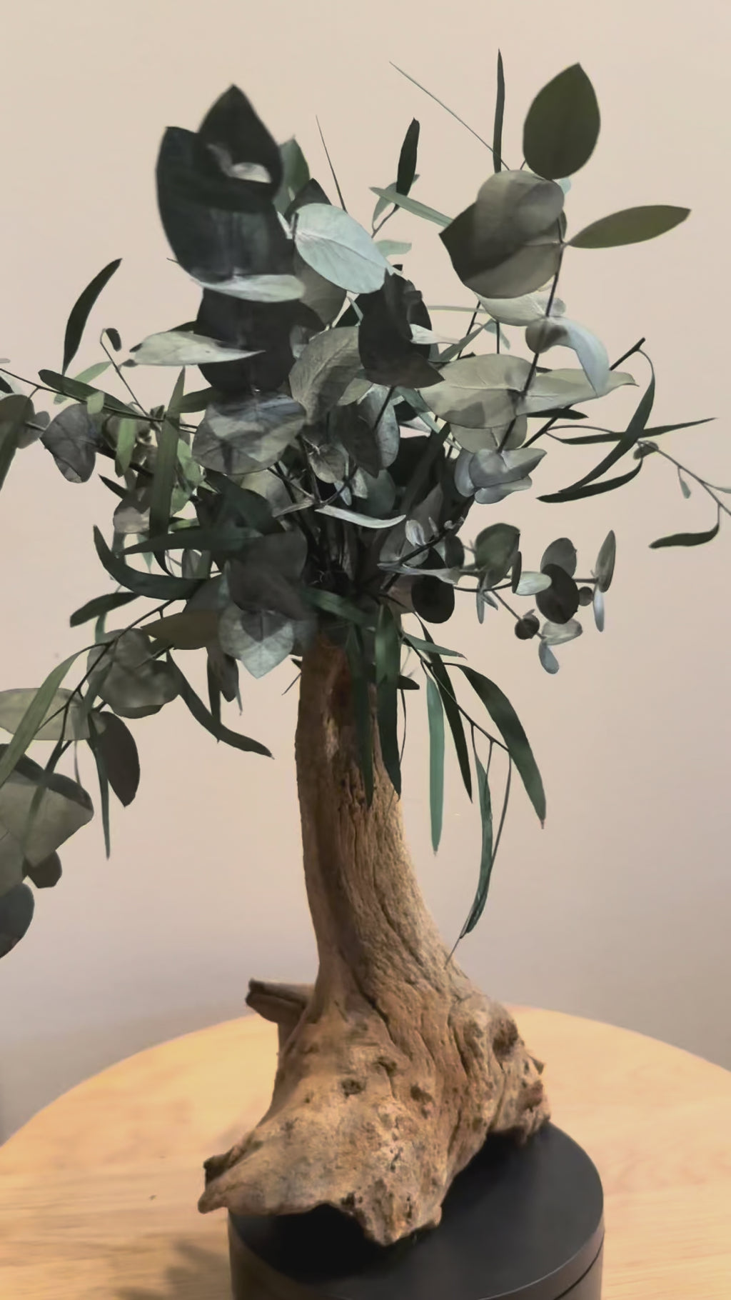 L’Élan d’Argent – Bonsaï décoratif en eucalyptus stabilisé