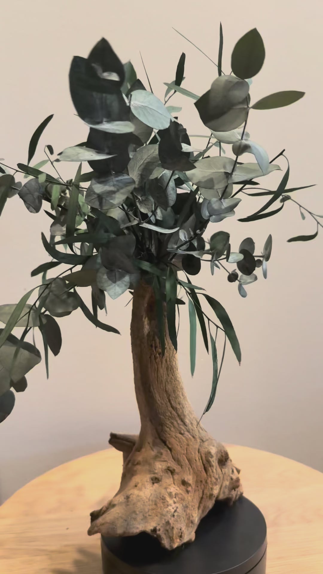L’Élan d’Argent – Bonsaï décoratif en eucalyptus stabilisé