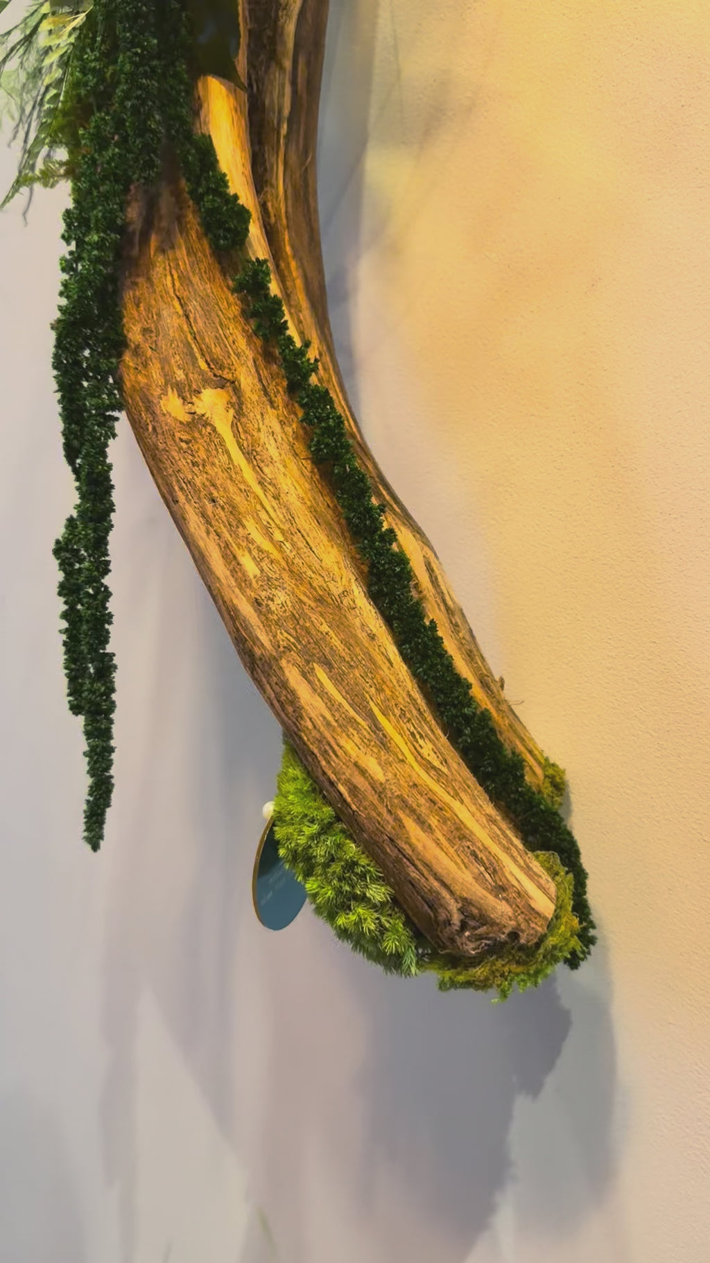L’Élan de la Nature – Sculpture végétale murale sur liane, 55 cm
